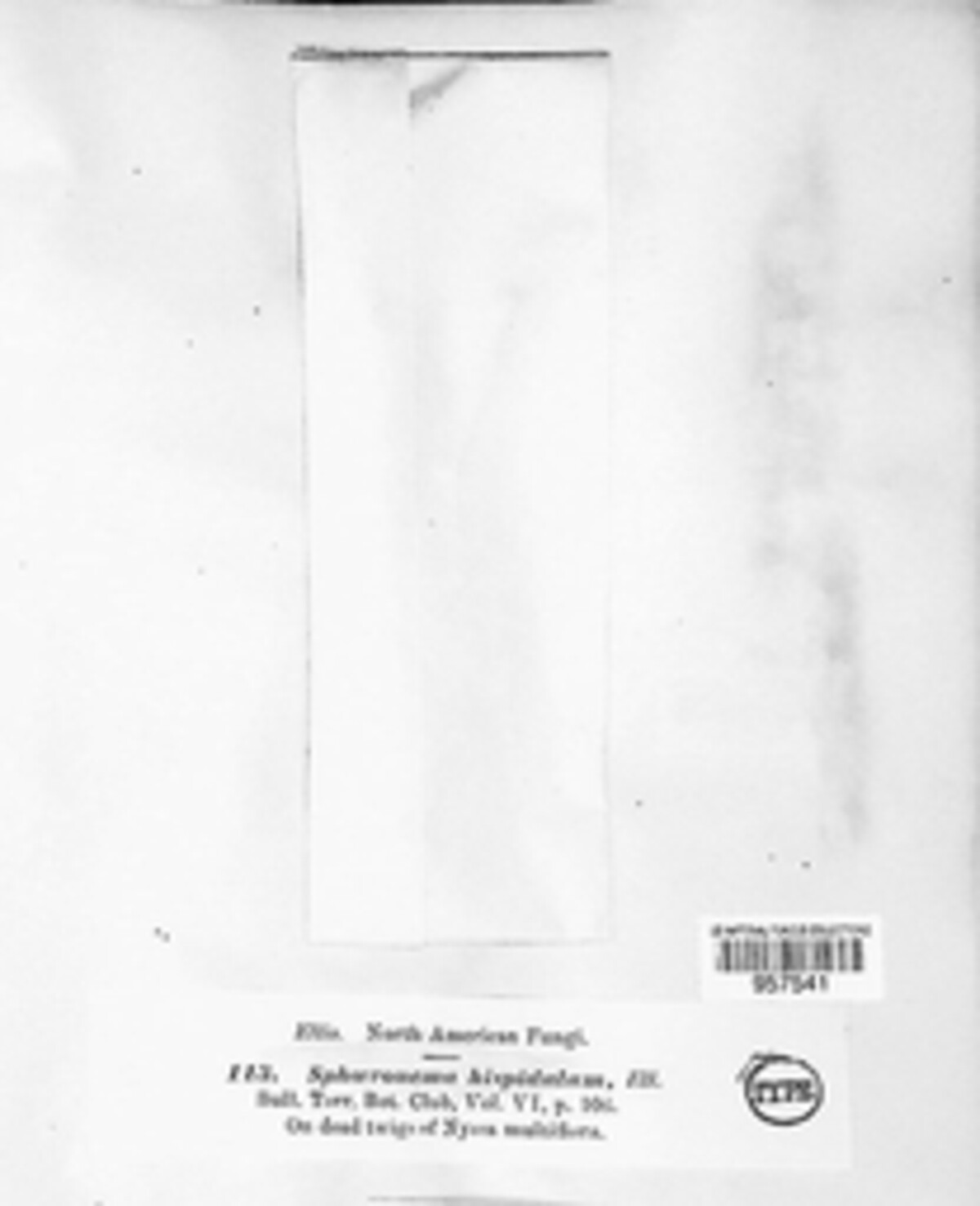 Morrisographium image